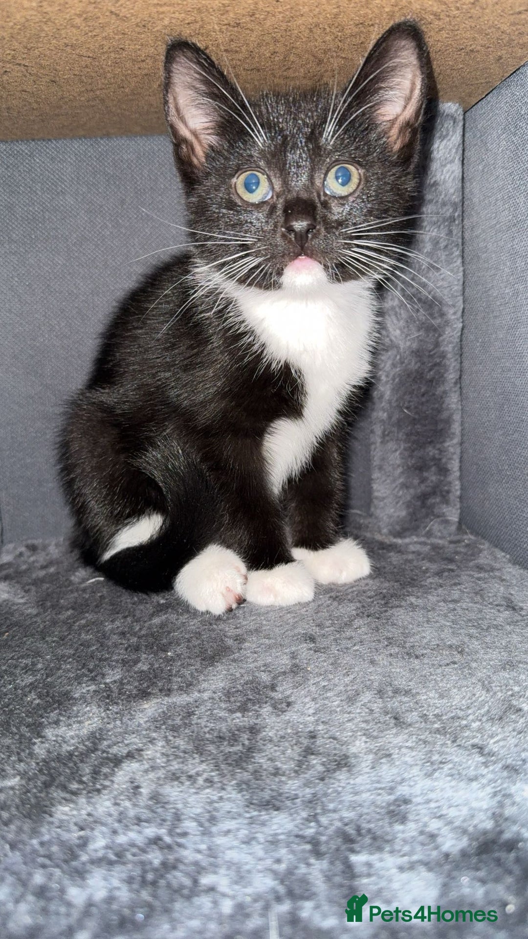 Bombay cats for sale: kittens, 2 left. - Image 4