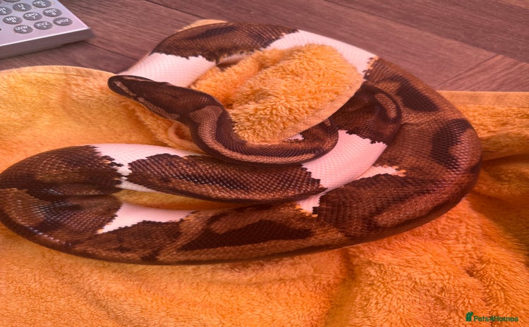 Python Snake reptiles Ball python for rehoming  - Advert 1