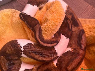 Python Snake reptiles for sale: Ball python for rehoming - Advert 1
