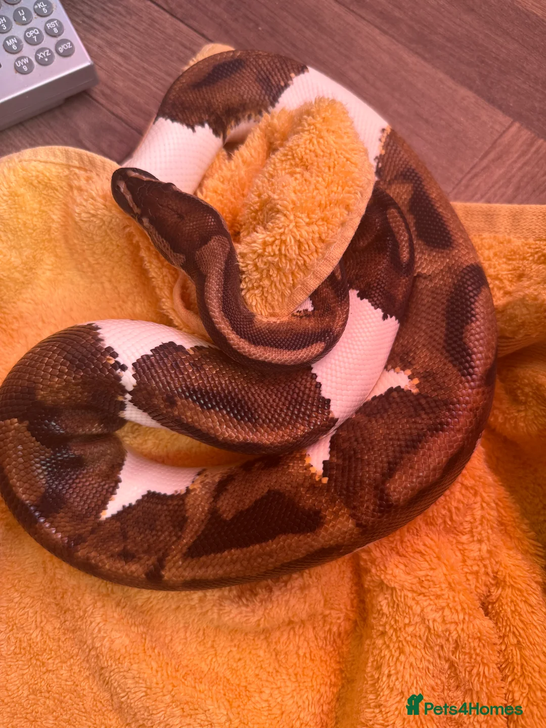 Python Snake reptiles for sale: Ball python for rehoming  - Advert 1