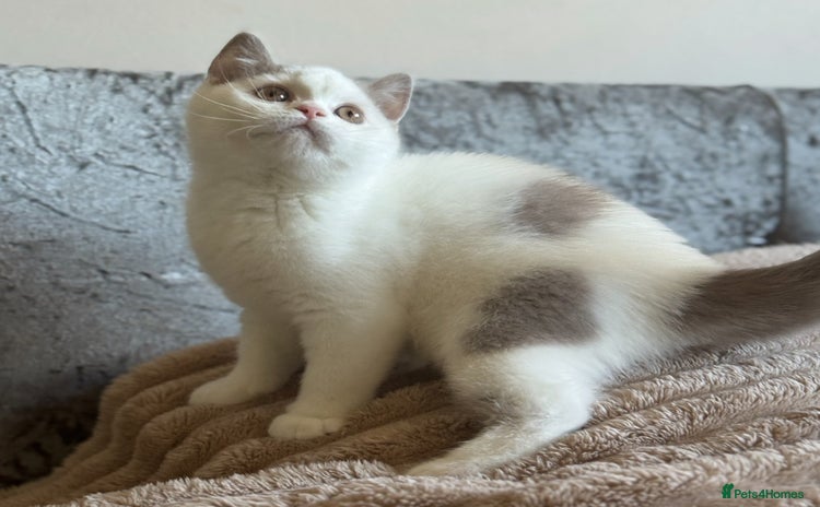 British Shorthair cats - Advert 8