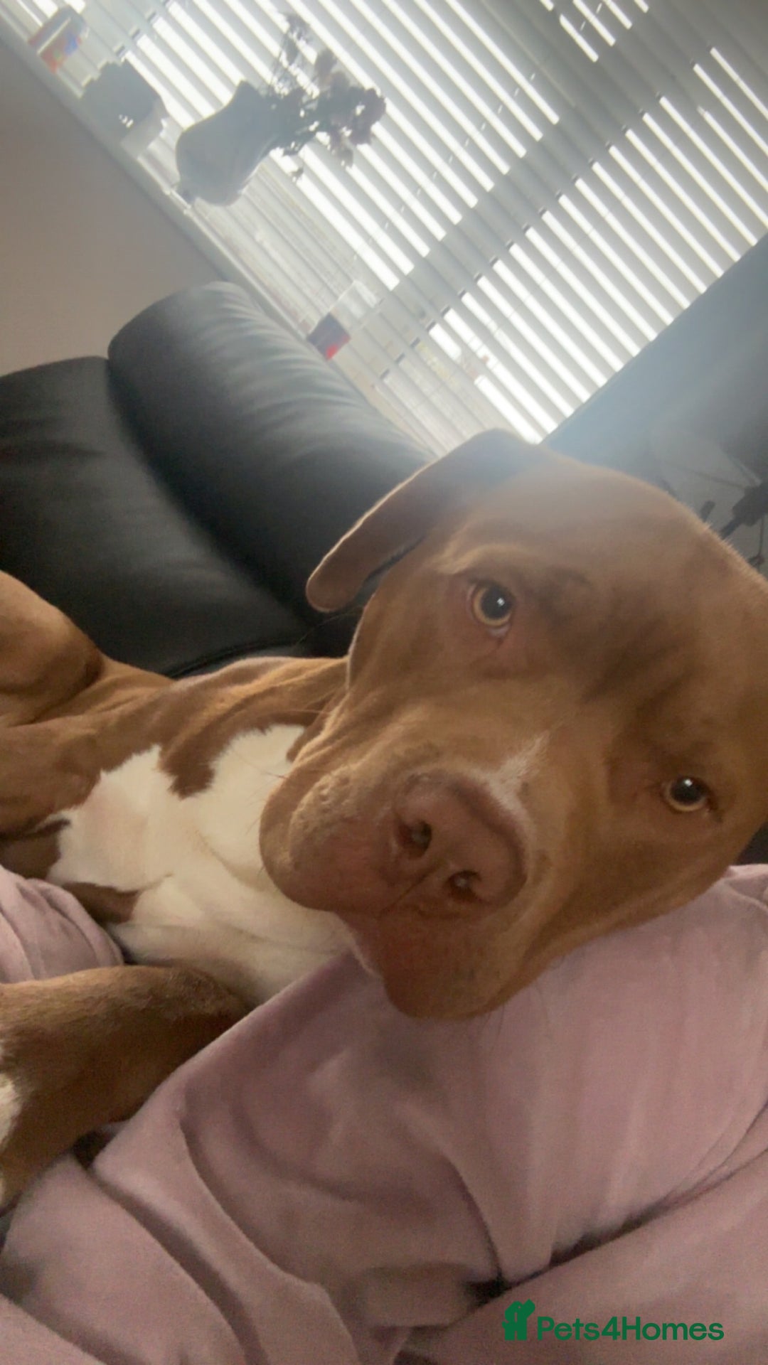 Mixed Breed dogs for sale: Staffy cross  - Image 2