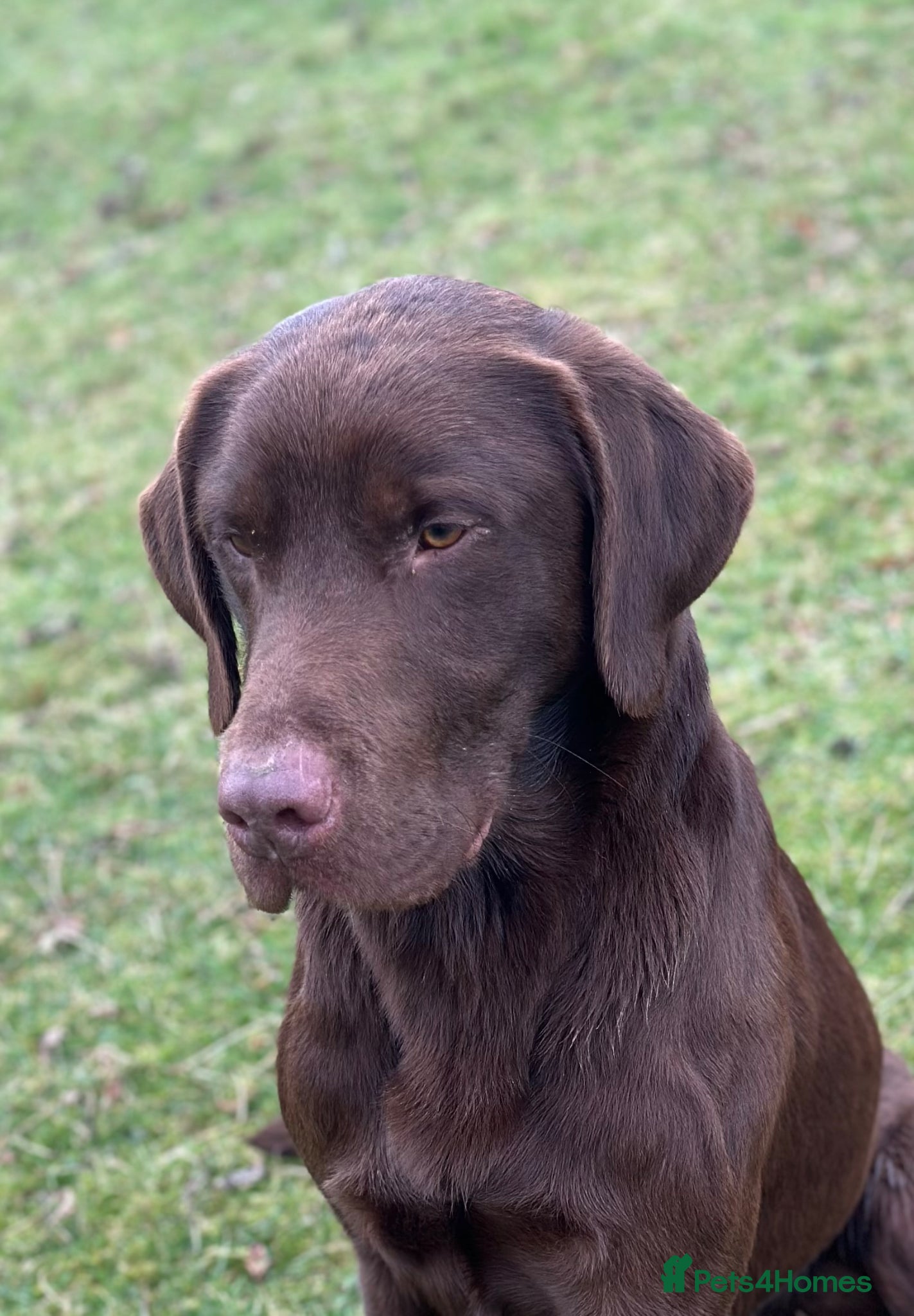 Labrador Retriever dogs Handsome fully health tested Chocolate labrador - Advert 4