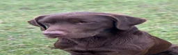 Labrador Retriever dogs for stud: Handsome fully health tested Chocolate labrador - Advert 1