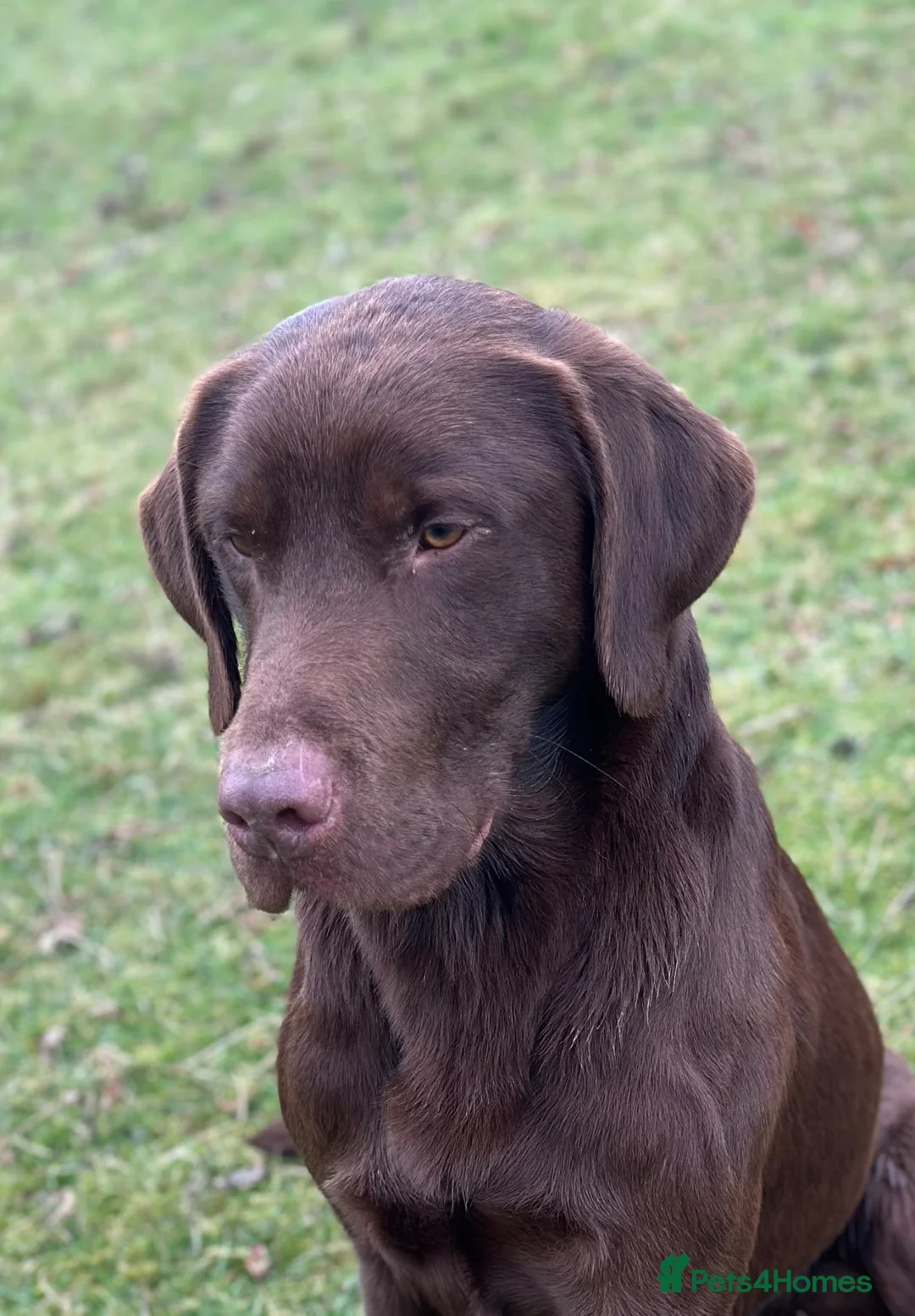 Labrador Retriever dogs for stud: Handsome fully health tested Chocolate labrador - Advert 1