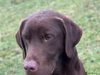 Labrador Retriever dogs Handsome fully health tested Chocolate labrador - Advert 4