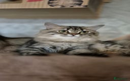 Scottish Fold cats for sale: 1 boy and 1 girl left Amazing Scottish Straights  in Ивсхам - Image 12