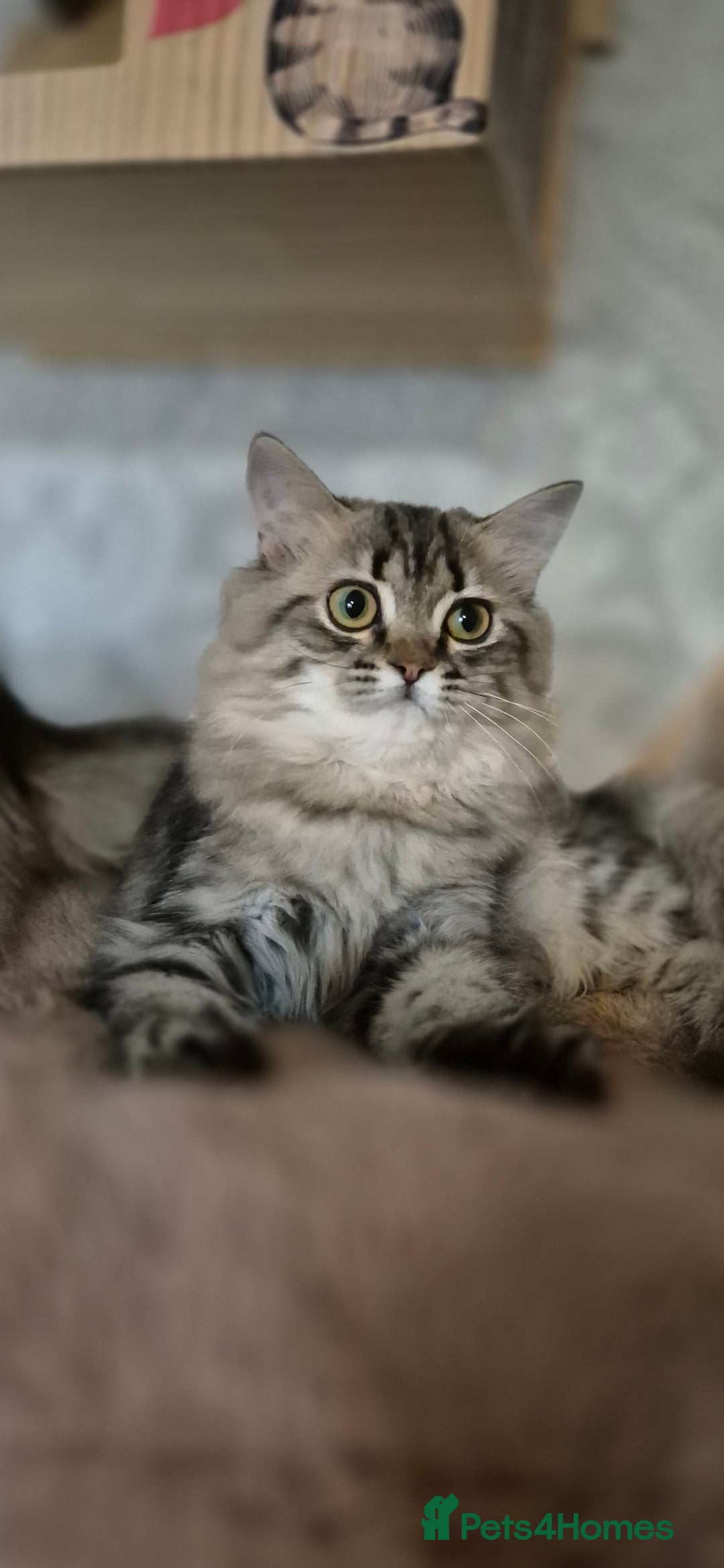 Scottish Fold cats for sale: 1 boy and 1 girl left Amazing Scottish Straights  in Ивсхам - Image 12