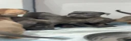 Cane Corso dogs for sale: Beautiful cane corso puppies  - Advert 6