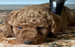 Cockapoo dogs for sale: Beautiful F1B Cockapoo Boys **1 Boy Now Reserved** - Image 10