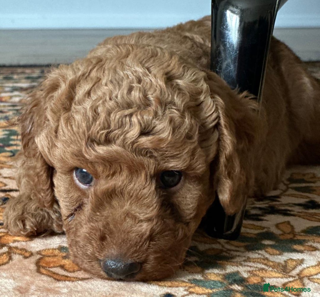 Cockapoo dogs for sale: Beautiful F1B Cockapoo Boys **1 Boy Now Reserved** - Image 10