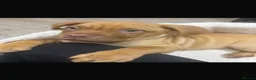 Mastiff dogs for sale: Dog de Bordeaux  - Advert 2
