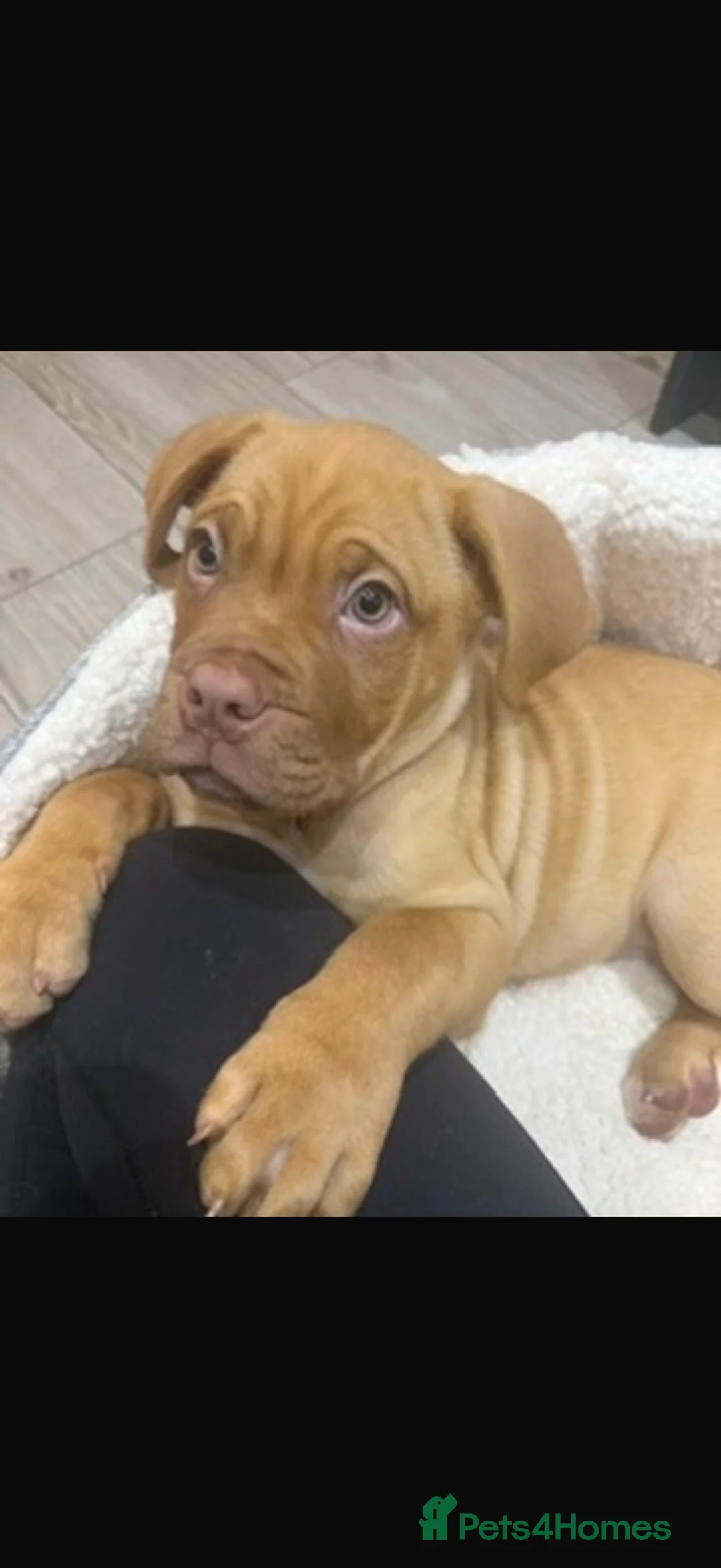 Mastiff dogs for sale: Dog de Bordeaux  - Advert 2