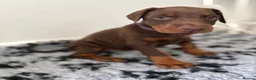Dobermann dogs for sale: 9 Doberman Puppies- Ready to leave 6th June - Advert 5