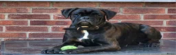 Boxer dogs for stud: KC Registered Brindle Boxer Stud - Advert 3