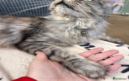 Maine Coon cats for sale: Male MaineCoon - Image 3