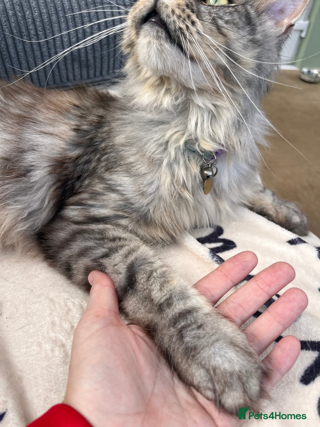 Maine Coon cats for sale: Male MaineCoon - Image 3