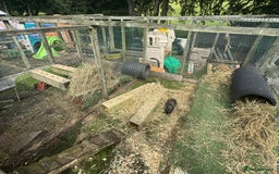 Guinea Pig rodents for sale: Guinea pigs  - Image 7