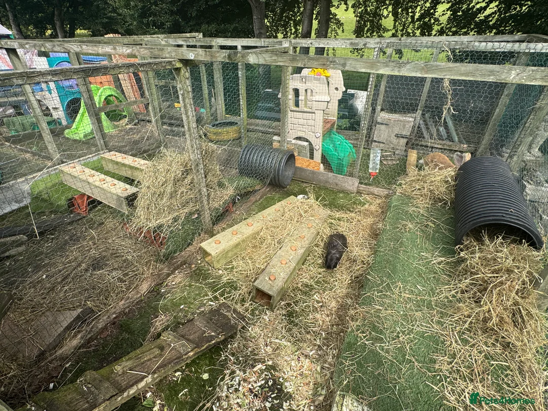 Guinea Pig rodents for sale: Guinea pigs  - Advert 7