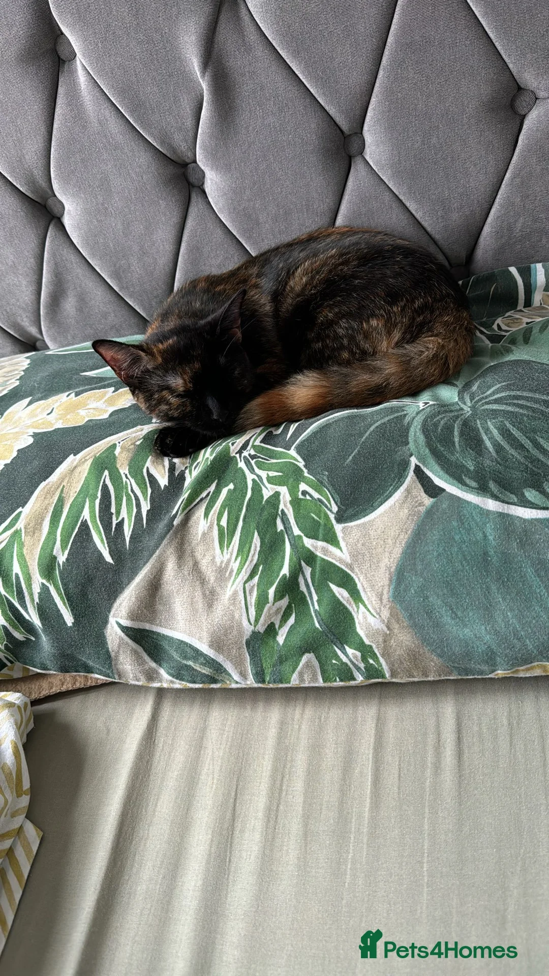 British Shorthair cats for sale: Miss  in Luton - Advert 4