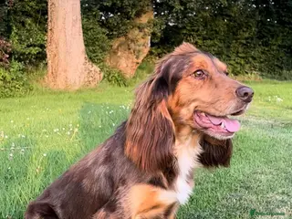 Cocker Spaniel dogs Merle cocker spaniel stud in Poole - Advert 14