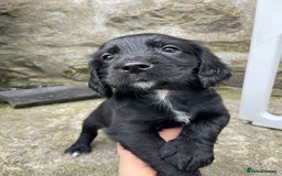 Cocker Spaniel dogs for sale: Working Cocker spaniel puppies for sale - Image 4