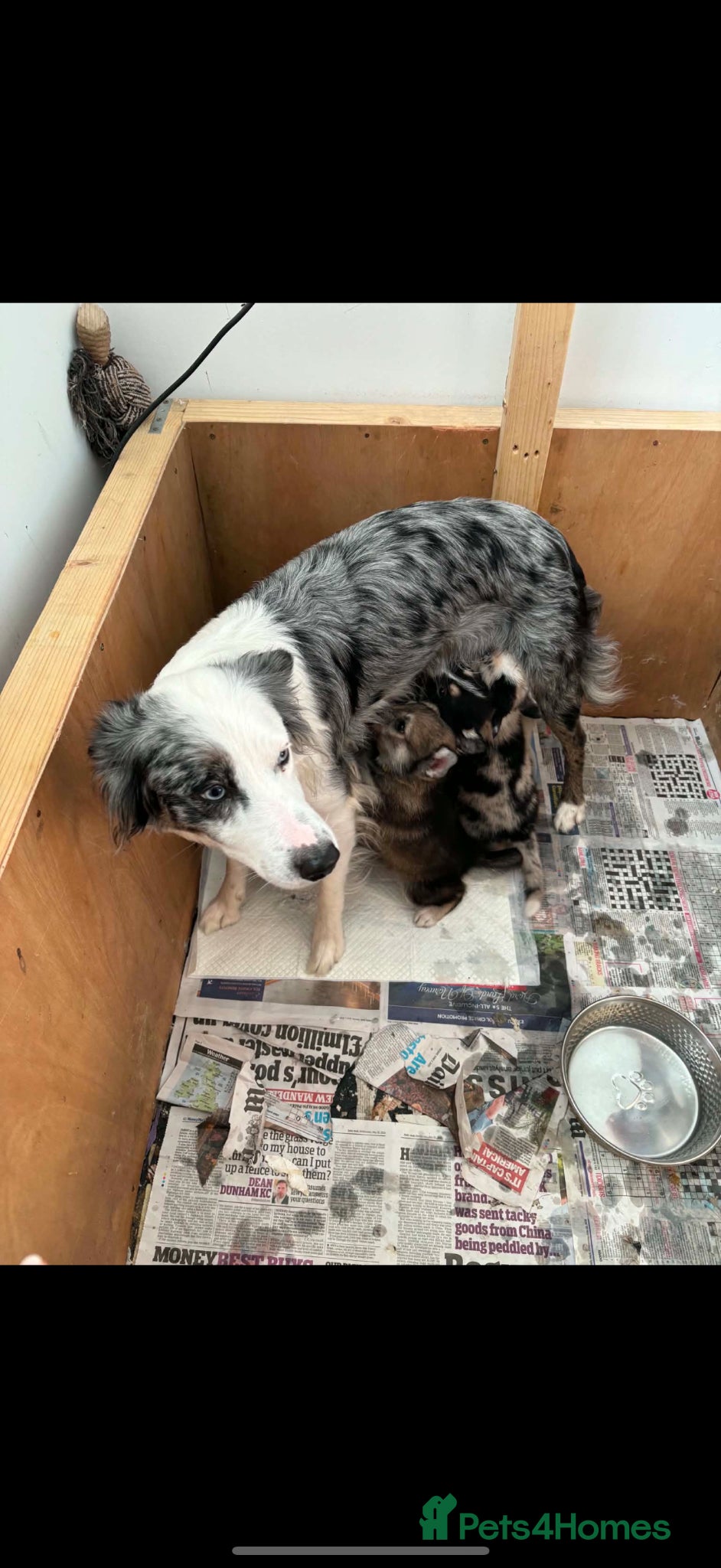 Mixed Breed dogs Blue Merle collie x husky  - Advert 6