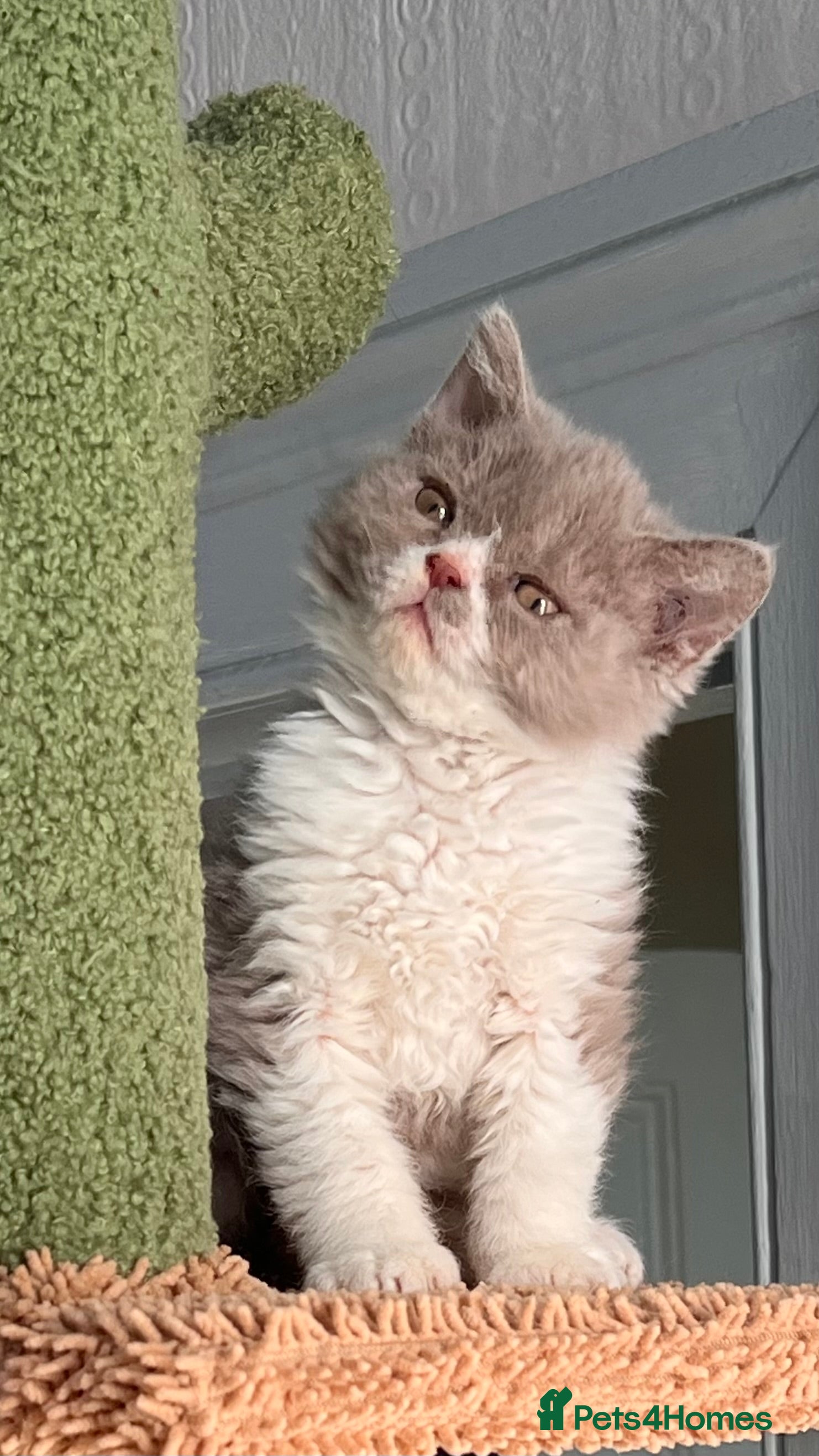 Selkirk Rex cats SELKIRK REX KITTENS  😻 - Advert 1