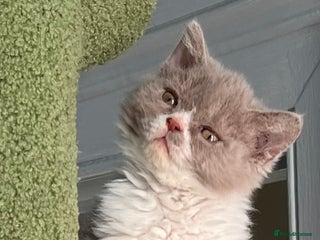 Selkirk Rex cats SELKIRK REX KITTENS 😻 - Advert 1