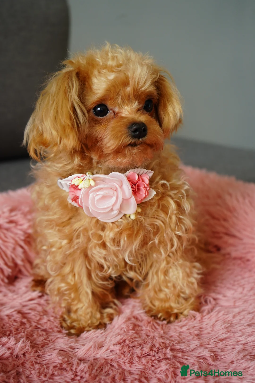 Maltipoo dogs for sale: Small F1 Asian Maltipoo female for sale - Advert 1