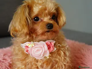 Maltipoo dogs Small F1 Asian Maltipoo female for sale - Advert 6