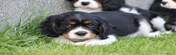 Cavalier King Charles Spaniel dogs for sale: Beautiful Cavalier King Charles Spaniel puppies - Advert 32