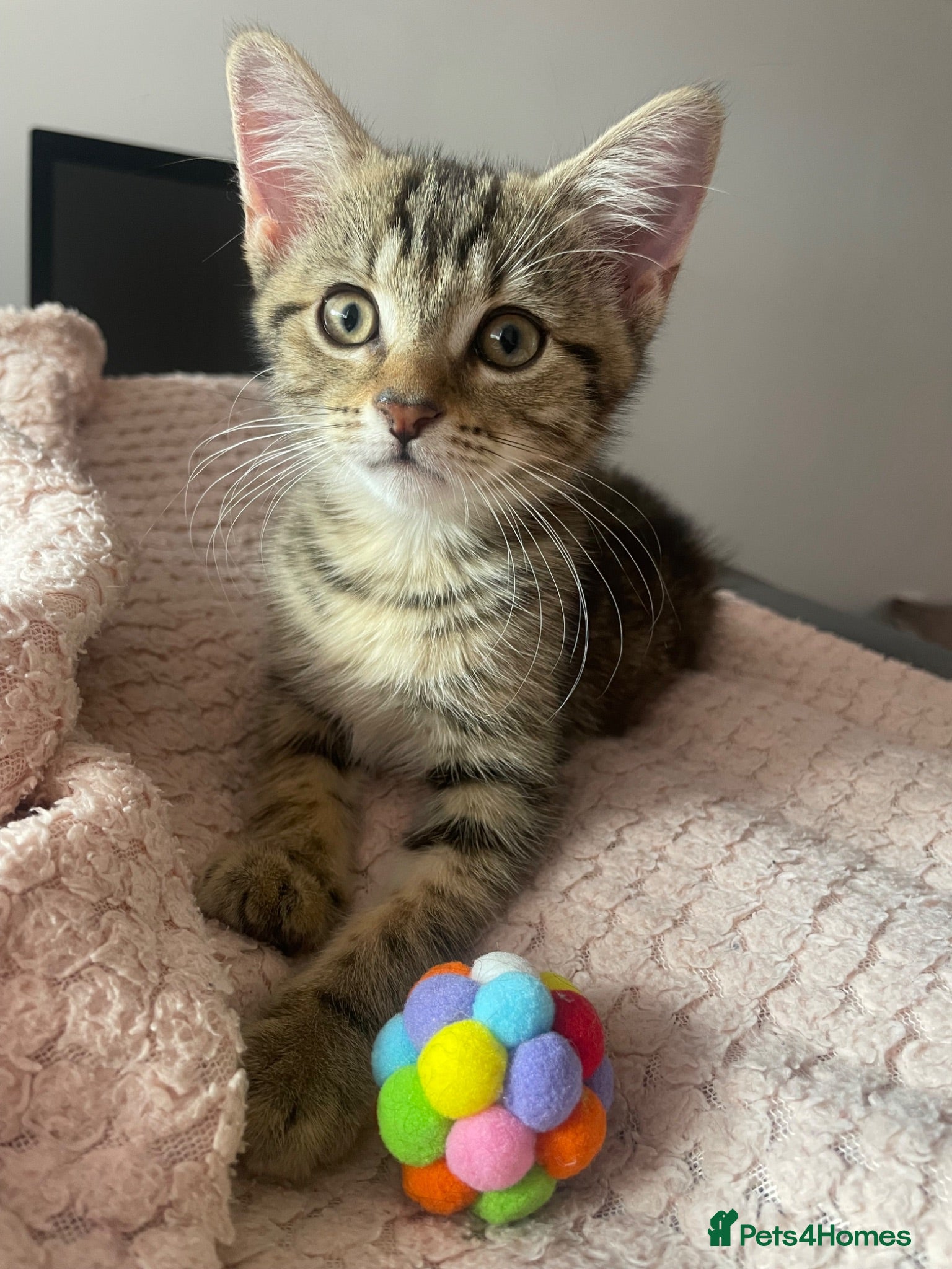 Mixed Breed cats Beautiful Tabby Kitten  - Advert 1