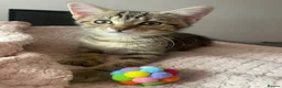 Mixed Breed cats for sale: Beautiful Tabby Kitten  in Worcester - Advert 1
