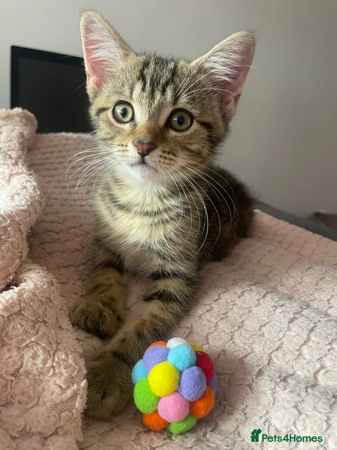 Mixed Breed cats for sale: Beautiful Tabby Kitten  in Worcester - Advert 1