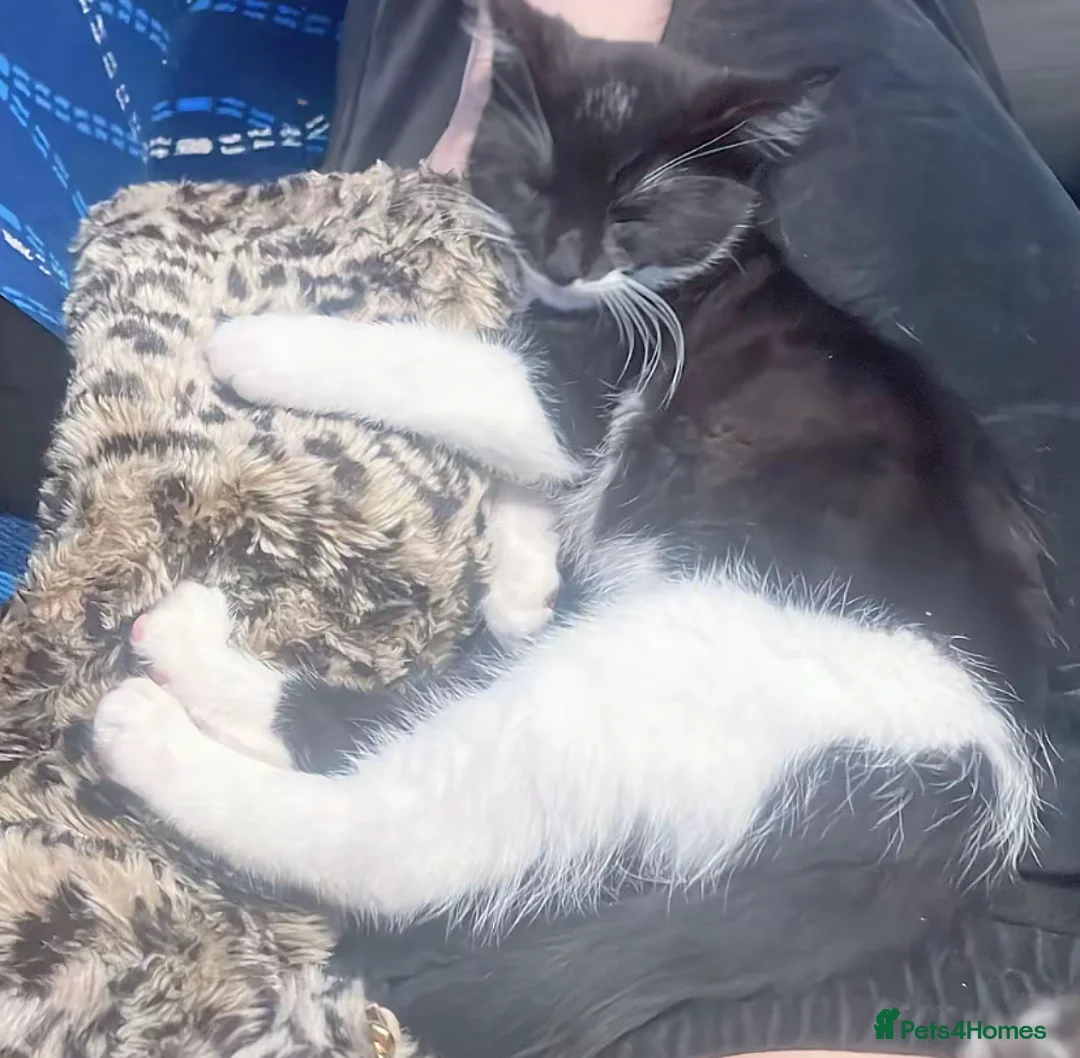 Mixed Breed cats for sale: Male cat for sale  - Advert 4