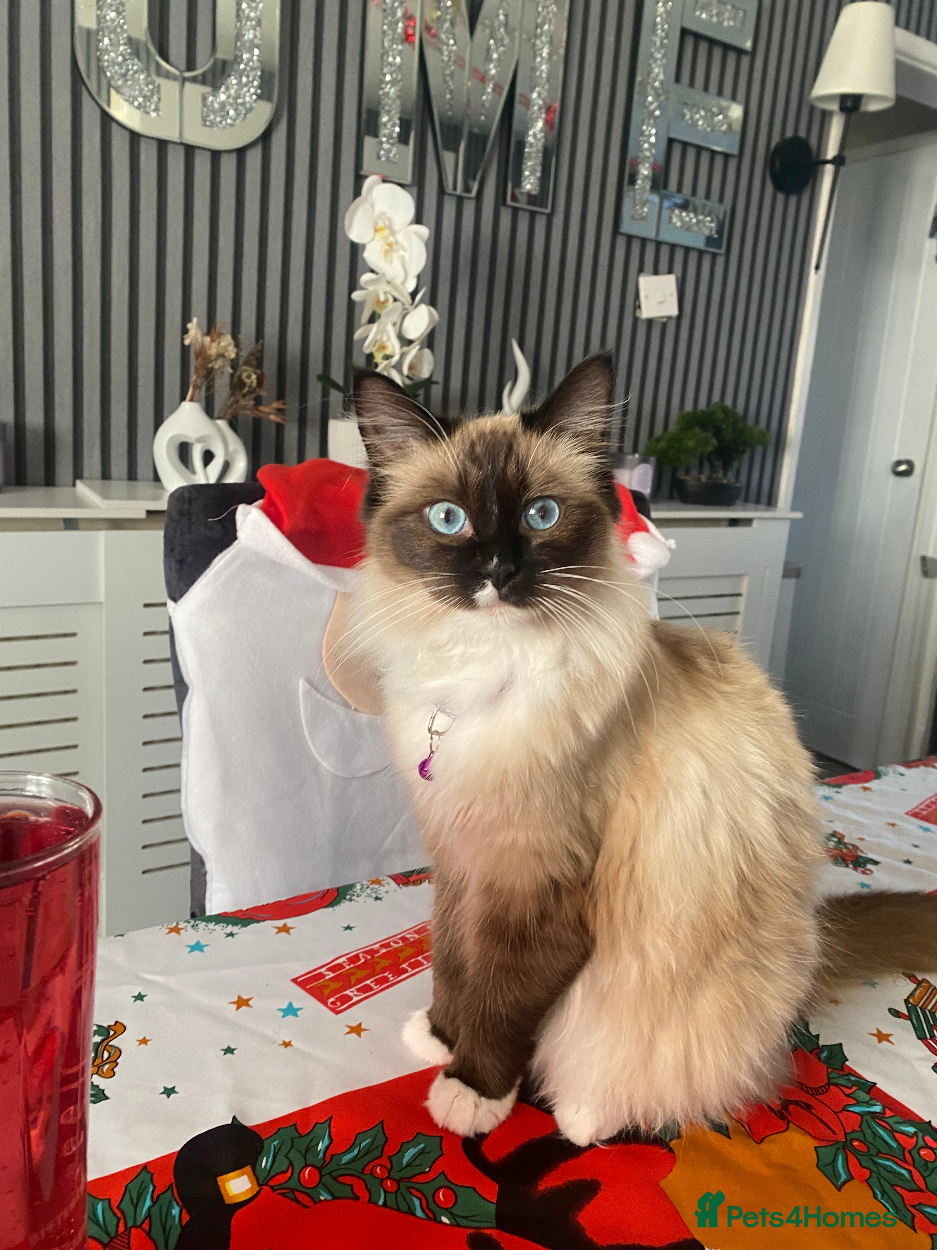 Ragdoll cats beautiful rag doll kitten for sale - Advert 8