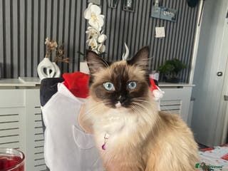 Ragdoll cats beautiful rag doll kitten for sale - Advert 13