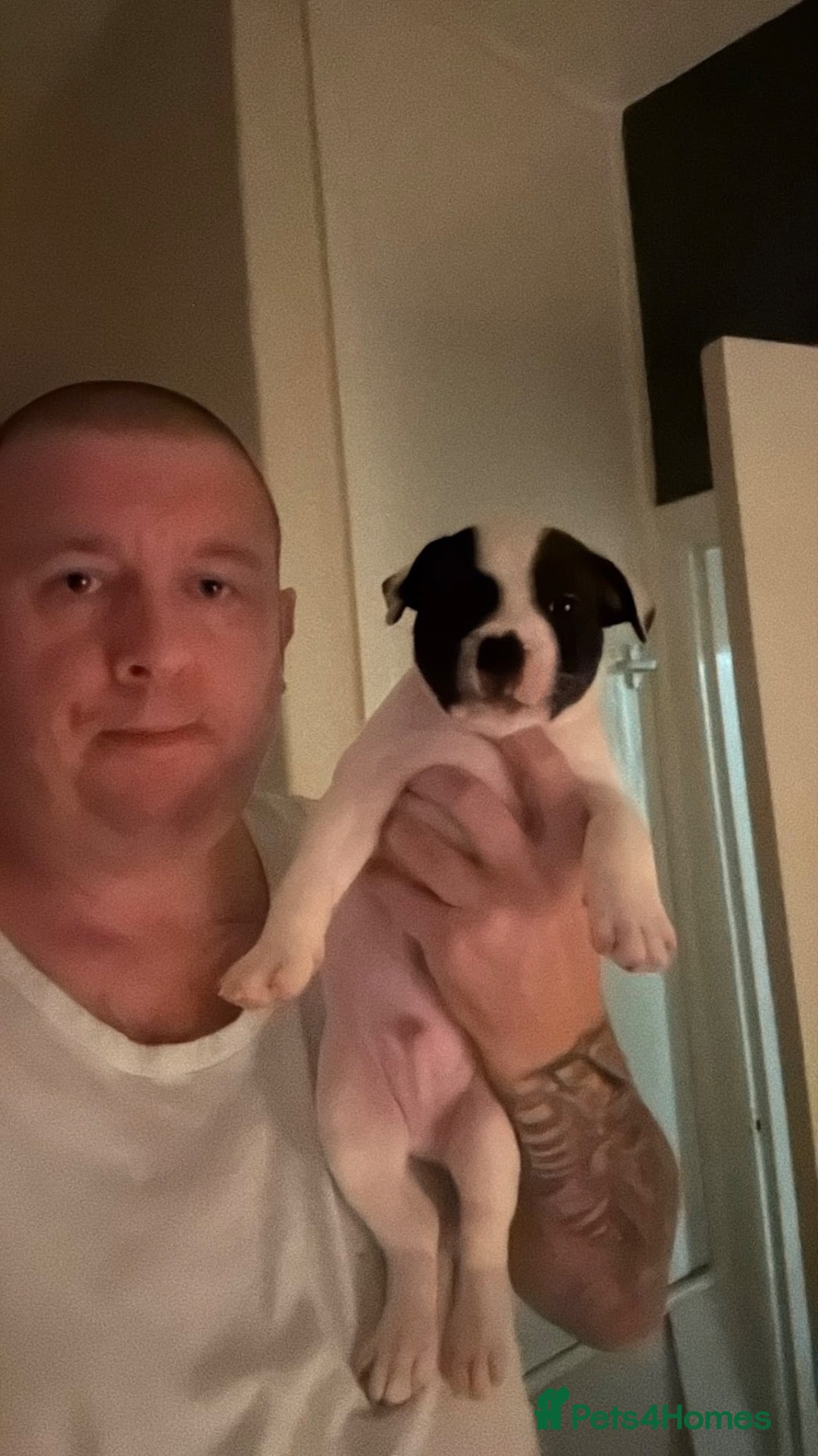 Staffordshire Bull Terrier dogs 1 GORGEOUS  STAFFORDSHIRE BULL TERRIER PUPPIES - Advert 2