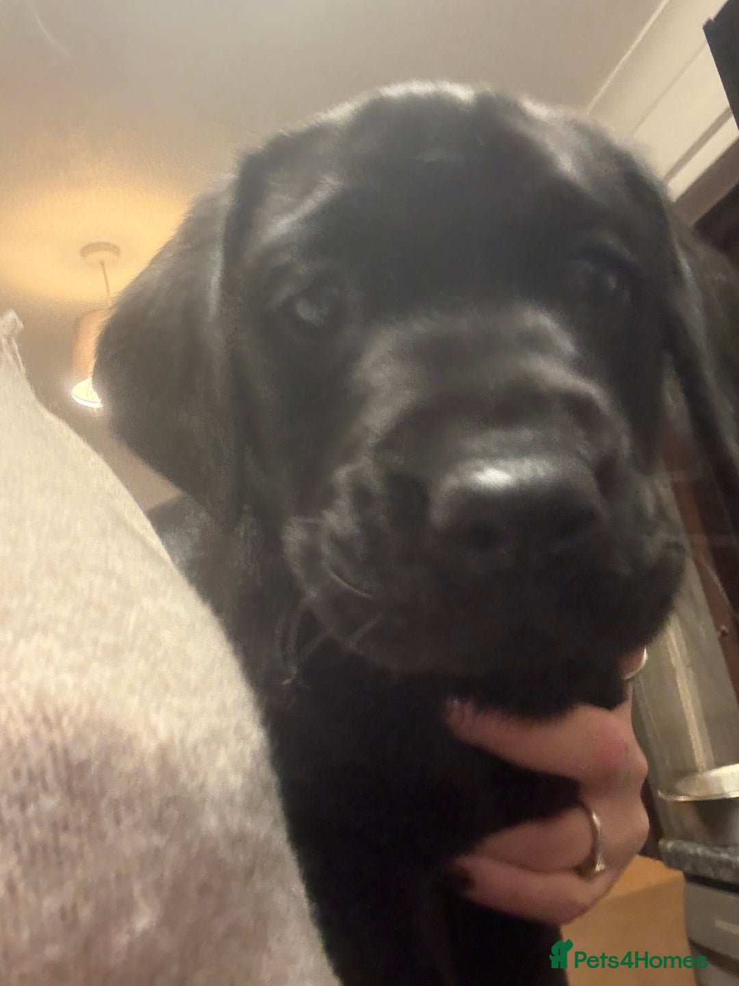 Labrador Retriever dogs for sale: Labrador puppies.  - Advert 4