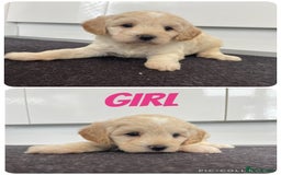 Cavapoochon dogs for sale: Beautiful Cavapoochon puppies for sale  - Image 2