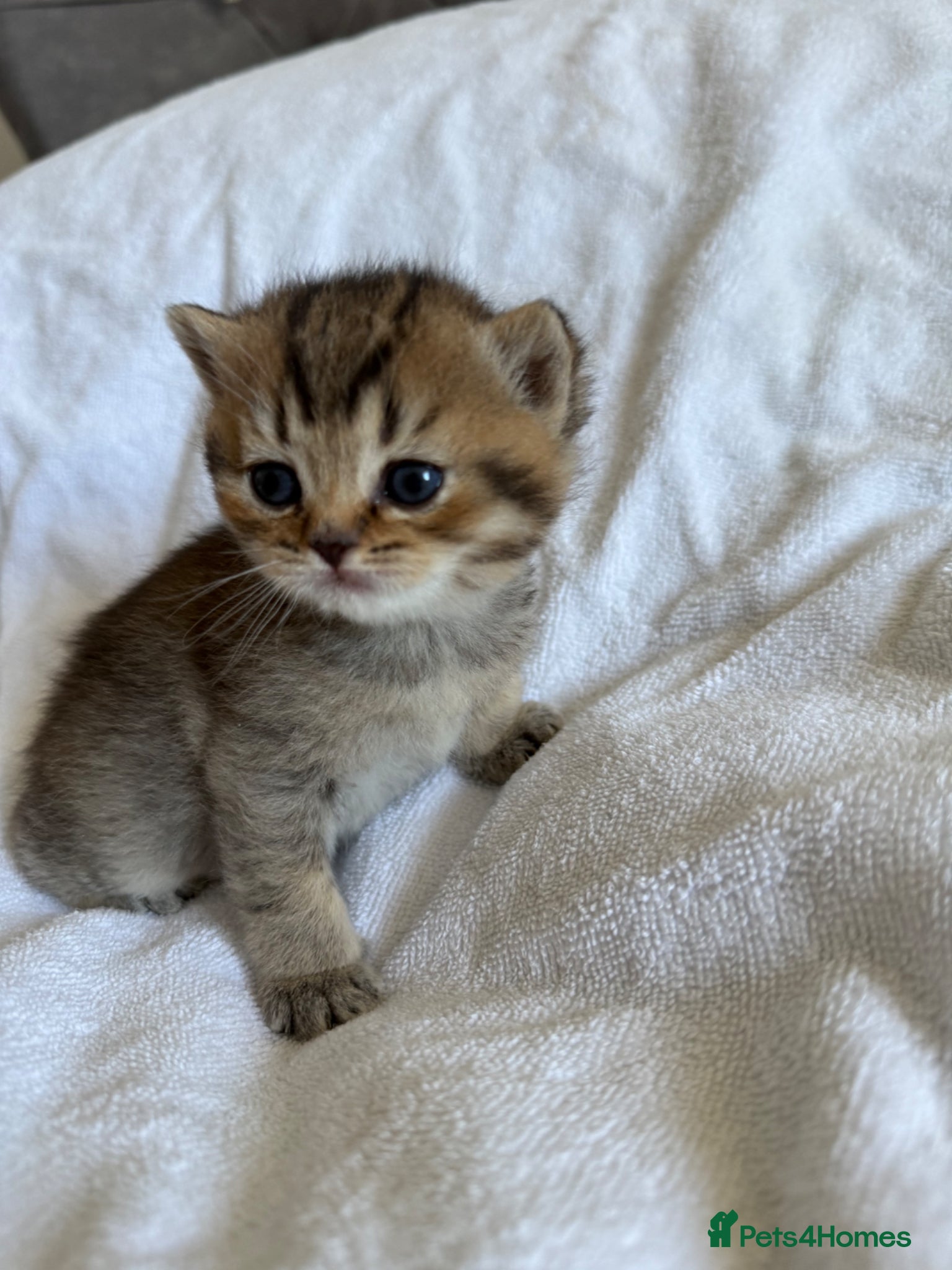 Scottish Fold cats Stunning Scottish fold/Scottish straight kittens🥰 - Advert 1