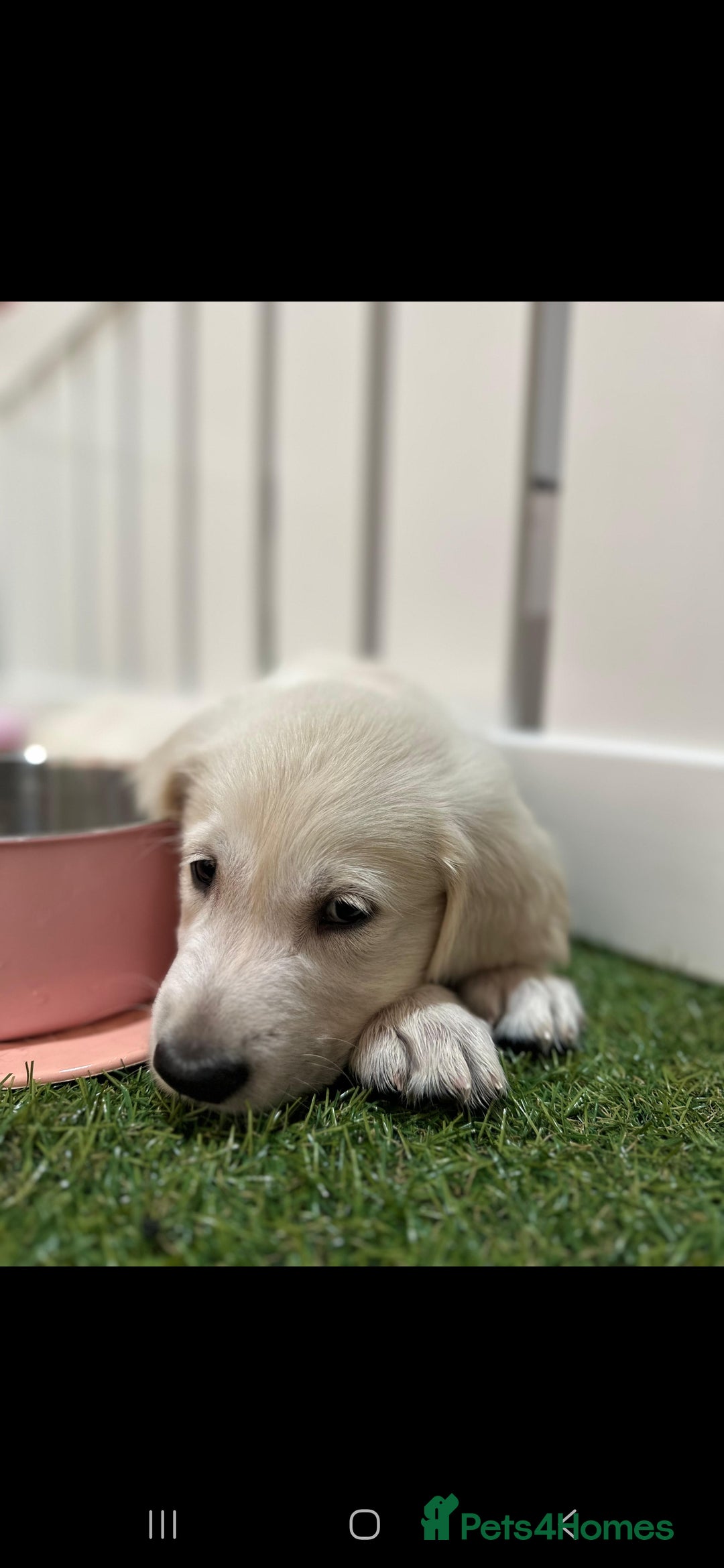 Golden Retriever dogs for sale: Beautiful Golden Retriever Puppies - Image 15