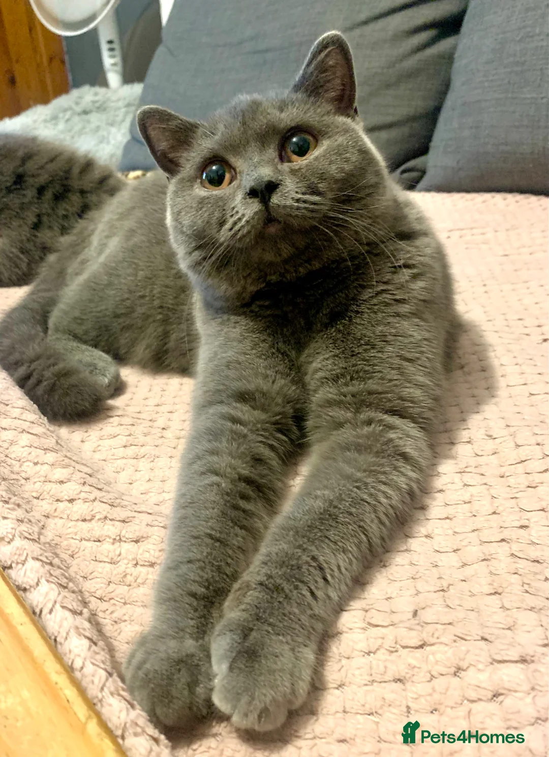 British Shorthair cats for sale: Lovely Blue girl Gccf/neutered  - Advert 2