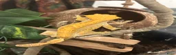 Gecko reptiles for sale: Crested Gecko For Sale - Advert 4