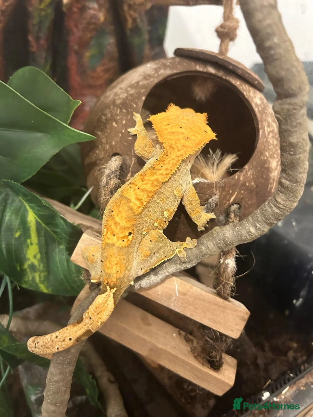 Gecko reptiles for sale: Crested Gecko For Sale - Advert 4