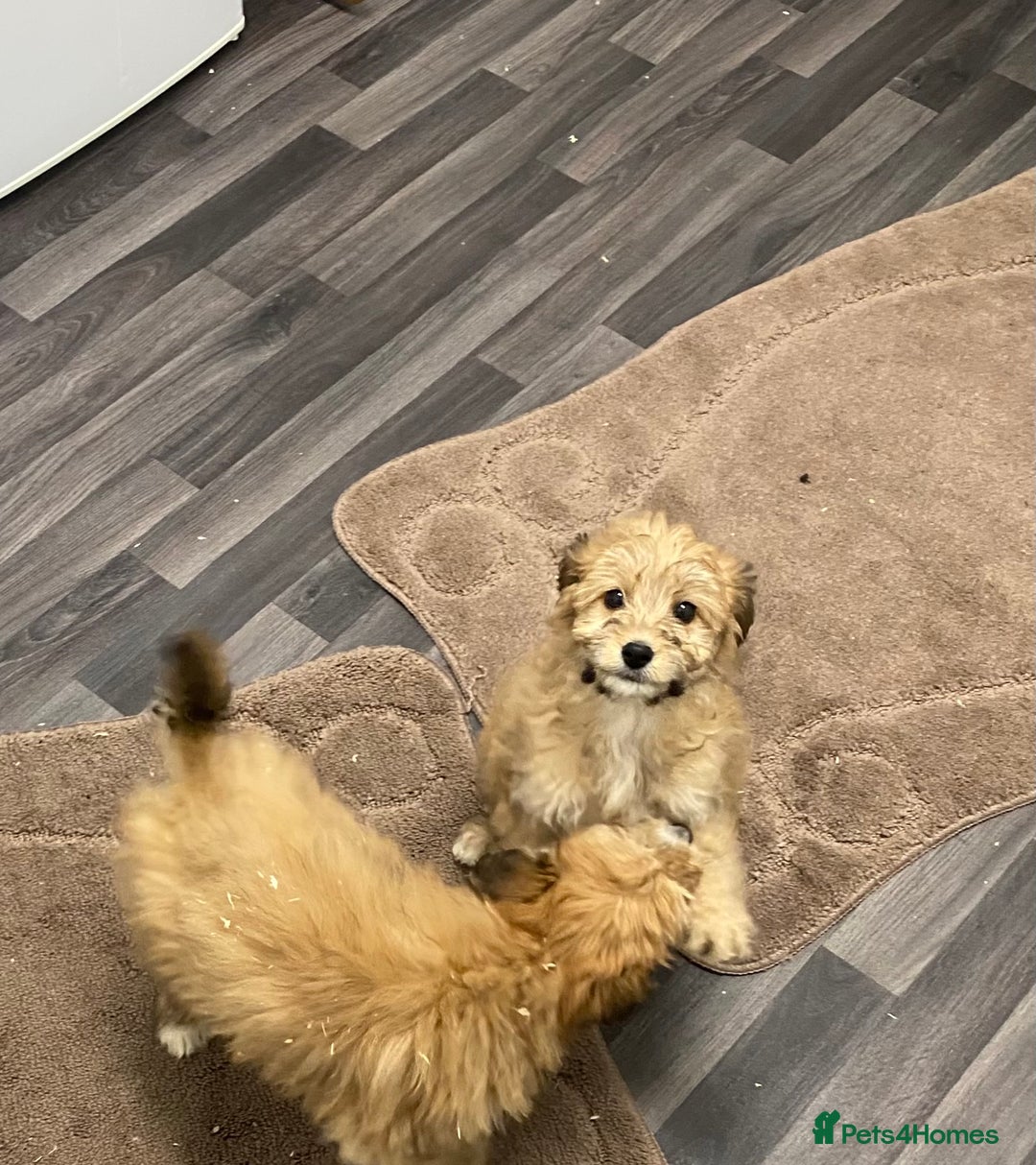 Mixed Breed dogs for sale: beautiful terrier x poodle puppies  - Advert 11