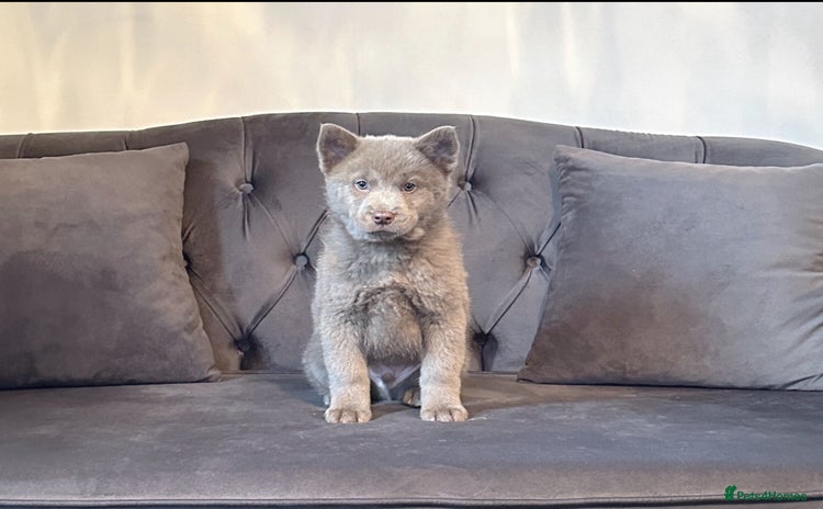 Chow Chow dogs - Advert 1