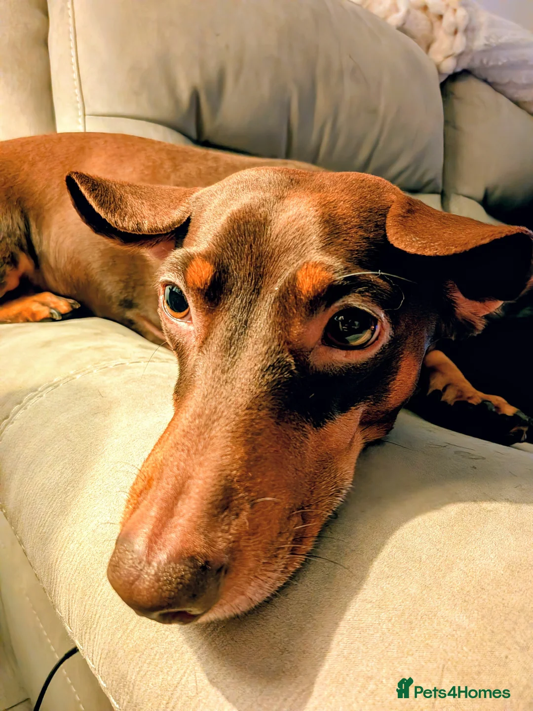 Dachshund dogs for stud: Reggie Roo - Advert 2