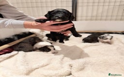 Cavapoo dogs for sale: Exceptional examples of top class cavapoo puppies  - Advert 8